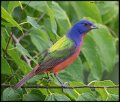 _7SB3908 painted bunting
